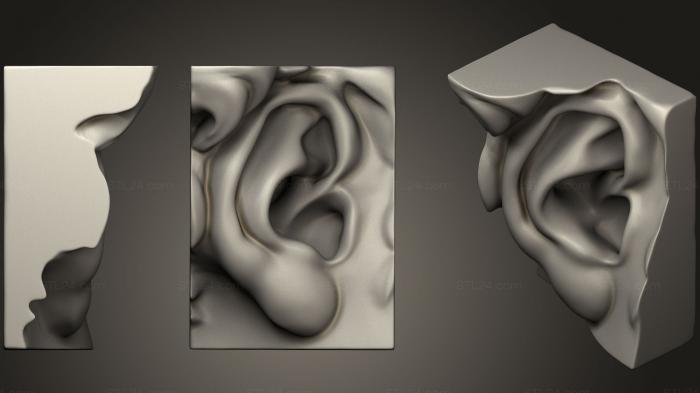 Анатомия скелеты и черепа (Ухо Микеланджело, ANTM_0899) 3D модель для ЧПУ станка